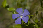 Common periwinkle